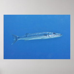Barracuda in het blauw poster