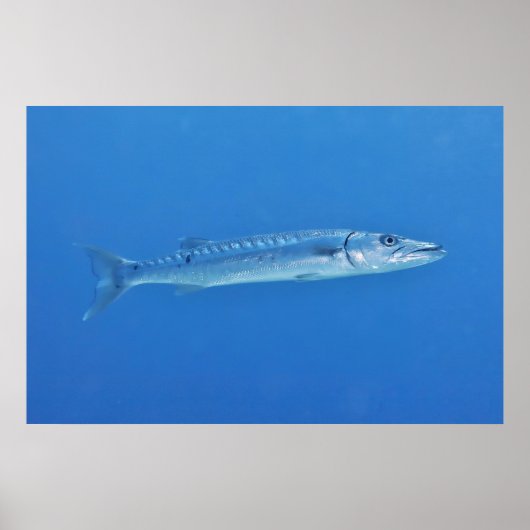 Barracuda in het blauw poster (Voorkant)