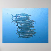 Barracuda School Poster (Voorkant)