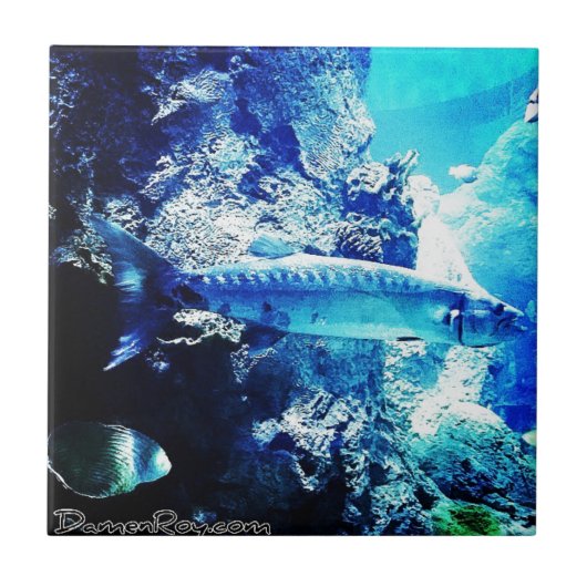 Barracuda Tegeltje (Voorkant)