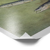 Barracuda  visafdrukken foto afdruk (Hoek)