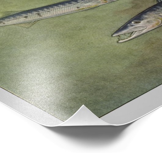 Barracuda visafdrukken foto afdruk (Hoek)