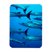 Barracudas Magneet (Verticaal)