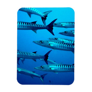 Barracudas Magneet