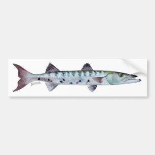Barracudavis bumper sticker