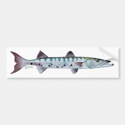 Barracudavis bumper sticker (Voorkant)