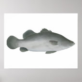 Barramundi Poster (Voorkant)