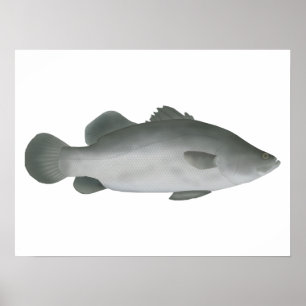 Barramundi Poster