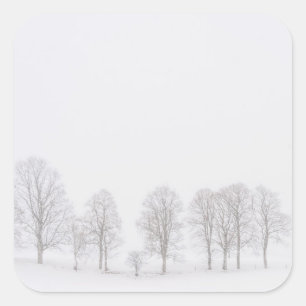 Barre bomen in de winter in een witte wereld stick vierkante sticker