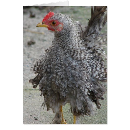 Barred Frizzle (Voorkant)