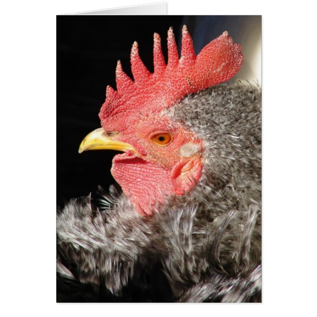 Barred Frizzle Rooster (Voorkant)