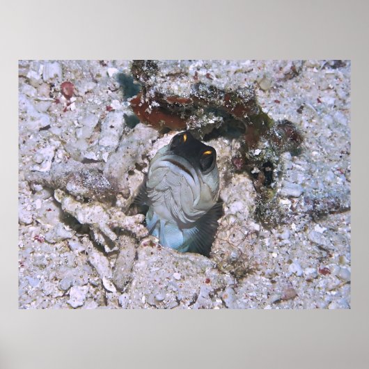 Barred Jawfish Poster (Voorkant)