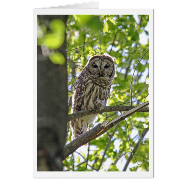 Barred Owl (Voorkant)