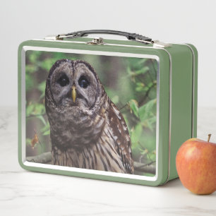 Barred Owl