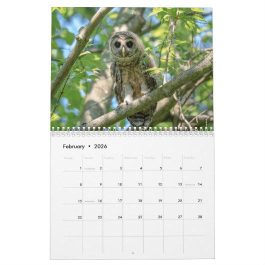 Barred Owl 2026 Kalender (Feb 2026)