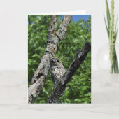 Barred Owl - 5x7 kaart (leeg binnenin) (Voorkant)