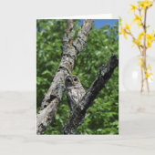 Barred Owl - 5x7 kaart (leeg binnenin) (Gele Bloem)