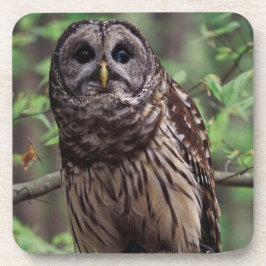 Barred Owl Beverage Coaster Bier Onderzetter