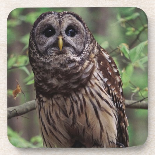 Barred Owl Beverage Coaster Bier Onderzetter (Voorkant)