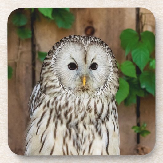 Barred Owl Bier Onderzetter (Voorkant)