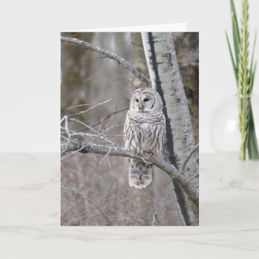 Barred Owl Bird Wildlife Blank Notecard Bedankkaart (Voorkant)