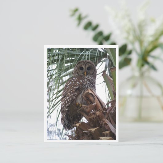 Barred Owl Briefkaart (Staand voorkant)