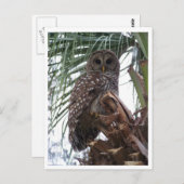 Barred Owl Briefkaart (Voorkant / Achterkant)