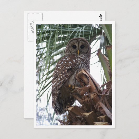 Barred Owl Briefkaart (Voorkant / Achterkant)