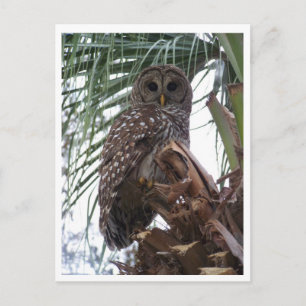 Barred Owl Briefkaart