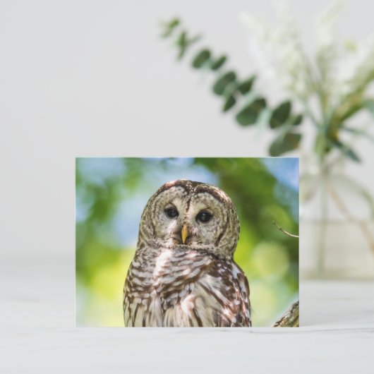 Barred Owl Briefkaart (Staand voorkant)