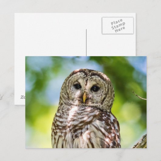 Barred Owl Briefkaart (Voorkant / Achterkant)