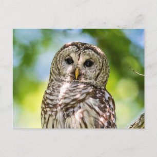 Barred Owl Briefkaart