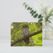 Barred Owl Briefkaart (Staand voorkant)