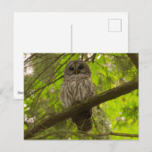 Barred Owl Briefkaart (Voorkant / Achterkant)