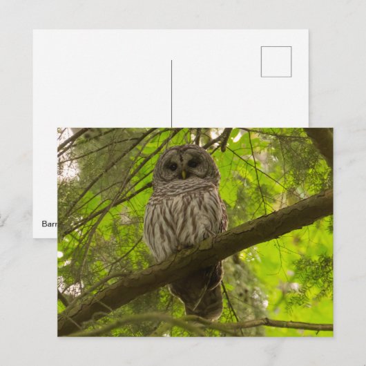 Barred Owl Briefkaart (Voorkant / Achterkant)