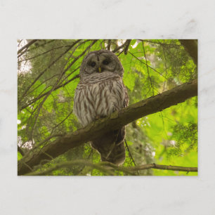 Barred Owl Briefkaart