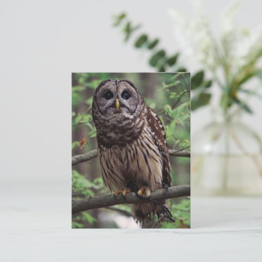 Barred Owl Briefkaart (Staand voorkant)