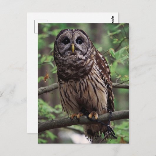 Barred Owl Briefkaart (Voorkant / Achterkant)
