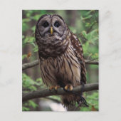 Barred Owl Briefkaart (Voorkant)