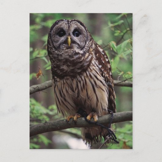 Barred Owl Briefkaart (Voorkant)