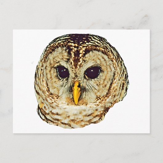 Barred Owl Briefkaart (Voorkant)