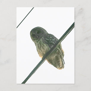Barred Owl Briefkaart