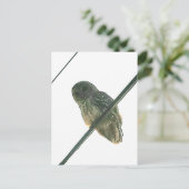 Barred Owl Briefkaart (Staand voorkant)