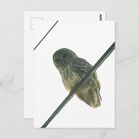 Barred Owl Briefkaart (Voorkant / Achterkant)