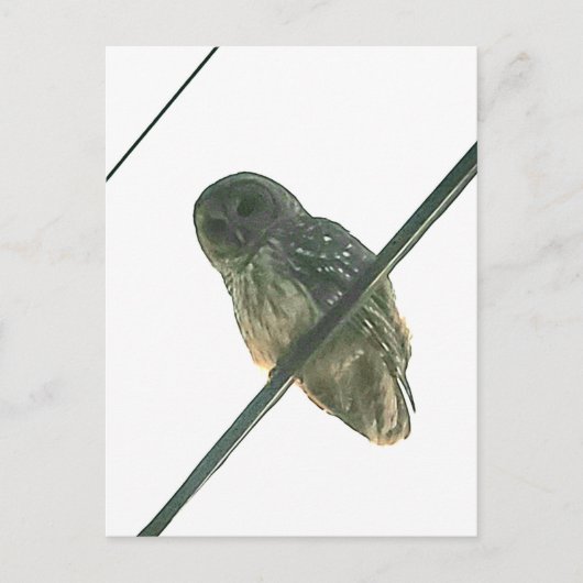Barred Owl Briefkaart (Voorkant)