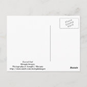 Barred Owl Briefkaart (Achterkant)