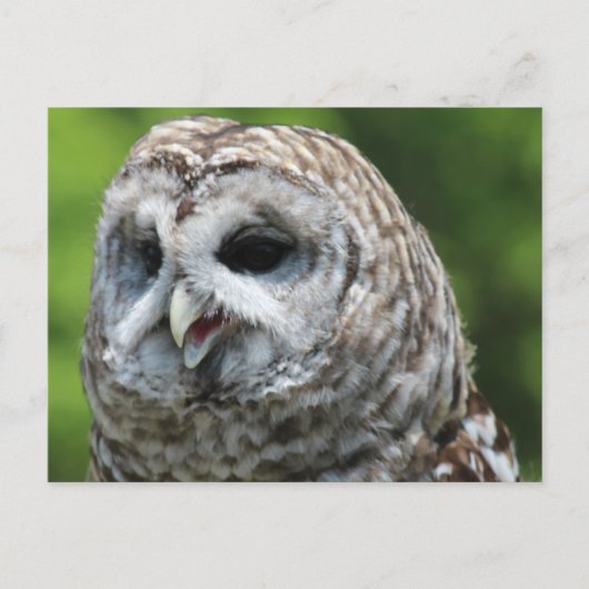 Barred Owl Briefkaart (Voorkant)