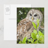 Barred Owl Briefkaart (Voorkant / Achterkant)
