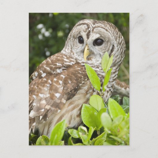 Barred Owl Briefkaart (Voorkant)