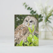 Barred Owl Briefkaart (Staand voorkant)